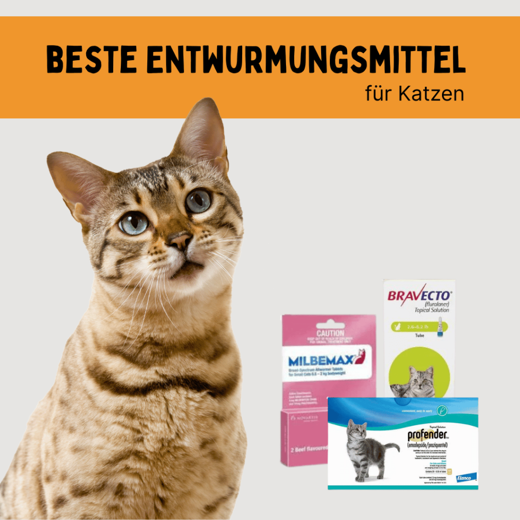 beste Entwurmungsmittel für Katzen im Jahr 2025